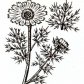 Горицвет весенний (Adonis vernalis L.)