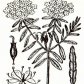 Багульник болотный (Ledum palustre L.), часть 2