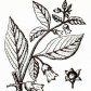 Красавка обыкновенная (Atropa belladonna L.)