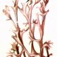 Цетрария исландская (Cetraria islandica L.)