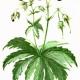 Герани луговая и лесная (Geranium pratense L. и G. silvaticum L.)