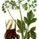 Дягиль аптечный (Archangelica officinalis Hoffm) Дягиль аптечный (Archangelica officinalis Hoffm)