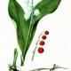 Ландыш майский (Convallaria majalis L.) Ландыш майский (Convallaria majalis L.)