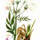 Валериана лекарственная (Valeriana officinalis L.)