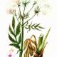 Валериана лекарственная (Valeriana officinalis L.) Валериана лекарственная (Valeriana officinalis L.)