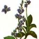 Вероника лекарственная (Veronica officinalis L.) Вероника лекарственная (Veronica officinalis L.)