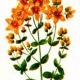Зверобой пронзенный (Hypericum perforatum L.) Зверобой пронзенный (Hypericum perforatum L.)