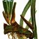 Аир болотный (Acorus calamus L.)