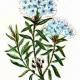 Багульник болотный (Ledum palustre L.) Багульник болотный (Ledum palustre L.)