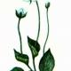 Белозор болотный (Parnassia palustris L.) Белозор болотный (Parnassia palustris L.)
