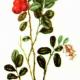 Брусника (Vaccinium vitis-idaea L.) Брусника (Vaccinium vitis-idaea L.)