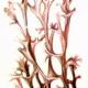 Цетрария исландская (Cetraria islandica L.) Цетрария исландская (Cetraria islandica L.)