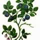 Черника (Vaccinium myrtillus L.) Черника (Vaccinium myrtillus L.)