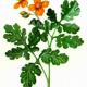 Чистотел большой (Chelidonium majus L.) Чистотел большой (Chelidonium majus L.)