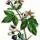 Ежевика сизая (Rubus caesius L.)