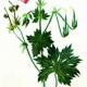 Герань болотная (Geranium palustre L.)
