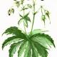 Герани луговая и лесная (Geranium pratense L. и G. silvaticum L.) Герани луговая и лесная (Geranium pratense L. и G. silvaticum L.)