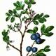 Голубика болотная (Vaccinium uliginosum L.) Голубика болотная (Vaccinium uliginosum L.)