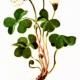Кислица обыкновенная (Oxalis acetosella L.) Кислица обыкновенная (Oxalis acetosella L.)