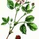 Княженика арктическая (Rubus arcticus L.) Княженика арктическая (Rubus arcticus L.)