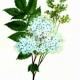Лабазник вязолистный (Filipendula ulmaria Maxim.) Лабазник вязолистный (Filipendula ulmaria Maxim.)