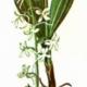 Любка двулистная (Platanthera bifolia L. С. Rich.) Любка двулистная (Platanthera bifolia L. С. Rich.)