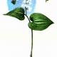 Майник двулистный (Majanthemum bifolium L.) Майник двулистный (Majanthemum bifolium L.)