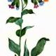 Медуница лекарственная (Pulmonaria officinalis L.) Медуница лекарственная (Pulmonaria officinalis L.)