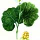 Морошка приземистая (Rubus chamaemorus L.) Морошка приземистая (Rubus chamaemorus L.)