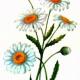 Нивяник обыкновенный (Leucanthemum vulgare Lam.) Нивяник обыкновенный (Leucanthemum vulgare Lam.)