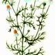 Ромашка аптечная (Matricaria chamomilla L.)
