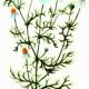 Ромашка аптечная (Matricaria chamomilla L.) Ромашка аптечная (Matricaria chamomilla L.)