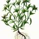 Сушеница болотная (Gnaphalium uliginosum L.) Сушеница болотная (Gnaphalium uliginosum L.)