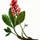 Вахта трехлистная (Menyanthes trifoliata L.) Вахта трехлистная (Menyanthes trifoliata L.)