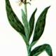 Ятрышник пятнистый (Orchis maculata L.)