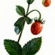 Земляника лесная (Fragaria vesca L.) Земляника лесная (Fragaria vesca L.)