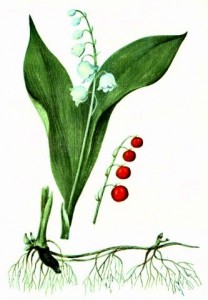 Ландыш майский (Convallaria majalis L.)