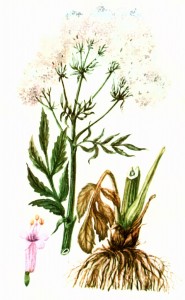 Валериана лекарственная (Valeriana officinalis L.)