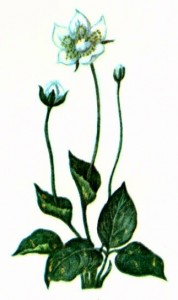 Белозор болотный (Parnassia palustris L.)