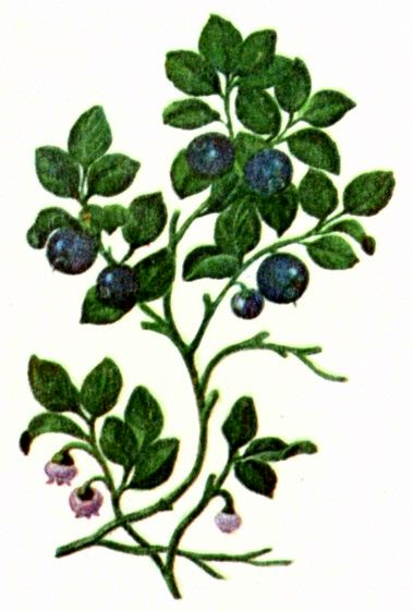 Черника (Vaccinium myrtillus L.) / Herbal Expert