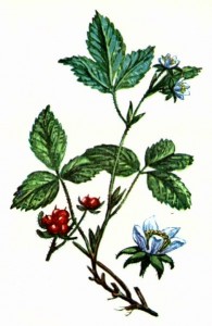 Костяника каменистая (Rubus saxatilis L.)