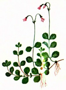 Линнея северная (Linnaea borealis L.)