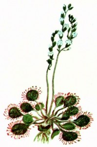 Росянка круглолистная (Drosera rotundifolia L.)