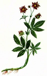 Сабельник болотный (Comarum palustre L.)