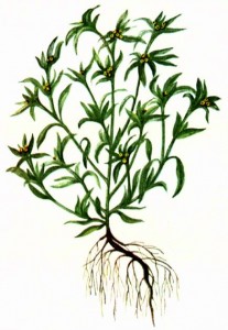 Сушеница болотная (Gnaphalium uliginosum L.)