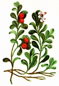 Толокнянка обыкновенная (Arctostaphylos uva-ursi Spreng.)