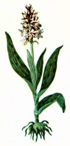 Ятрышник пятнистый (Orchis maculata L.)