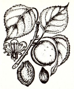 Абрикос обыкновенный (Armeniaca vulgaris Lam.)