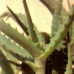 Алоэ древовидное (Aloe arborescens Mill.)