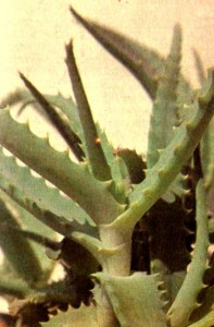 Алоэ древовидное (Aloe arborescens Mill.)